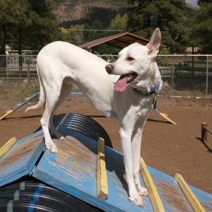 Meet your Posher, Shari